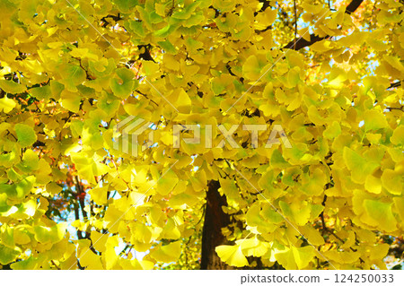 Scenery of yellow ginkgo leaves at Toneri Park (Adachi Ward, Tokyo) (photographed in 2024) Scenery of yellow ginkgo leaves at Toneri Park (Adachi Ward, Tokyo) (photographed in 2024) 124250033
