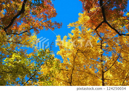 Scenery of yellow ginkgo leaves at Toneri Park (Adachi Ward, Tokyo) (photographed in 2024) Scenery of yellow ginkgo leaves at Toneri Park (Adachi Ward, Tokyo) (photographed in 2024) 124250034