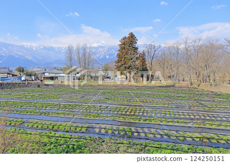 安zu野早春大山芥末農場 124250151