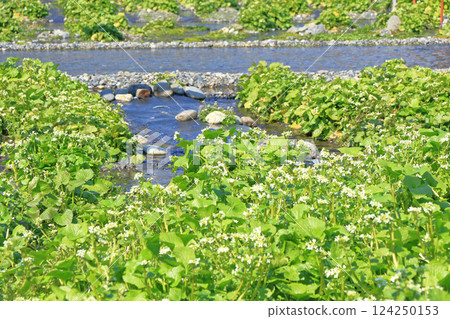 芥末花田 芥末花田 124250153