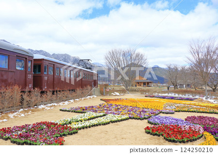 Pansy flowers in early spring at Azumino Chihiro Park 124250210