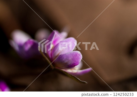 Yukiwarizo Pink 124250233