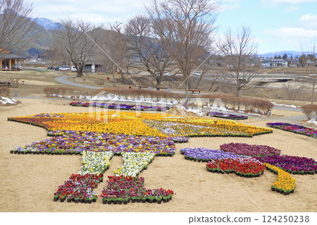 Pansy flowers in early spring at Azumino Chihiro Park Pansy flowers in early spring at Azumino Chihiro Park 124250238