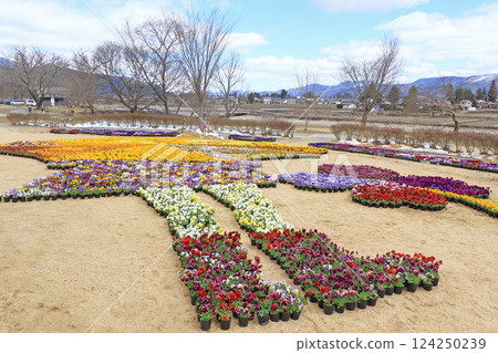 Pansy flowers in early spring at Azumino Chihiro Park Pansy flowers in early spring at Azumino Chihiro Park 124250239