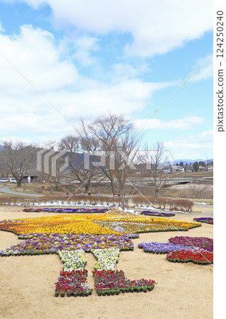 Pansy flowers in early spring at Azumino Chihiro Park Pansy flowers in early spring at Azumino Chihiro Park 124250240