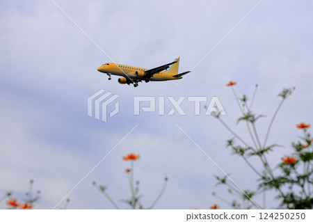 A passenger plane flying over a flower field 124250250