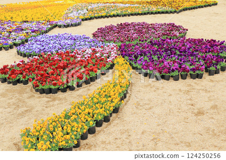 Pansy flowers in early spring at Azumino Chihiro Park Pansy flowers in early spring at Azumino Chihiro Park 124250256
