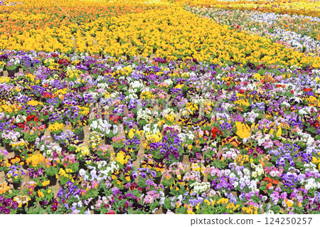 Pansy flowers in early spring at Azumino Chihiro Park Pansy flowers in early spring at Azumino Chihiro Park 124250257