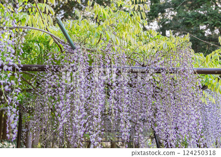 A beautiful nine-foot wisteria photographed at Byakugoji Temple in Ichijimacho, Tanba City, Hyogo Prefecture A beautiful nine-foot wisteria photographed at Byakugoji Temple in Ichijimacho, Tanba City, Hyogo Prefecture 124250318