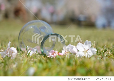 草坪上的櫻花和小草 草坪上的櫻花和小草 124250574