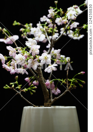 SAKURA (Yoko Sakura) 124250830