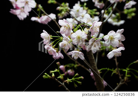 SAKURA（佐倉陽子） 124250836
