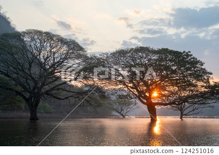 A stunning view of a giant rain tree standing gracefully in the calm waters of Mae Ngat Dam, Phrao District, Chiang Mai 124251016