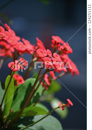 栽種大戟 124251111