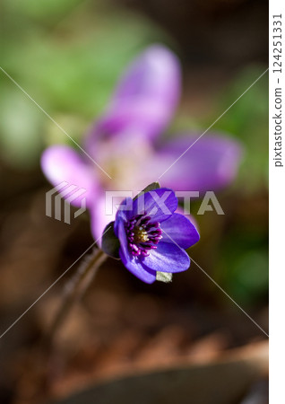 雪兔子紫色 124251331