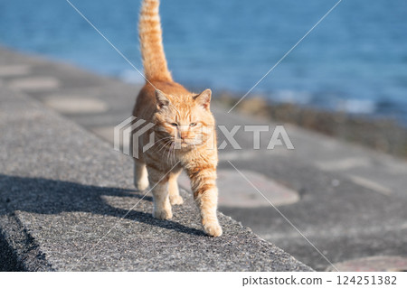 Brown tabby cat walking on the embankment 124251382