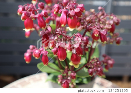 伽藍菜溫迪的紅色花朵 124251395