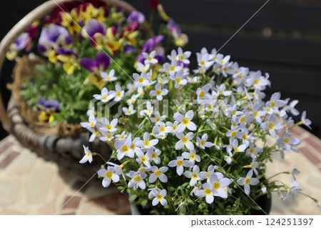 一盆小鈴鐺和中提琴 124251397