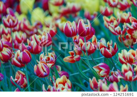 Tulip (Tulipa gesneriana) garden 124251691