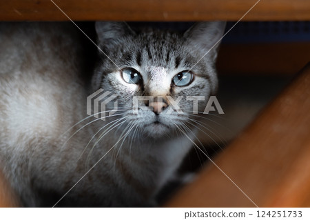 A Siamese tabby cat looking at me from under a chair 124251733