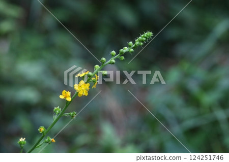 Photo of agrimony flowers growing in the mountains Photo of agrimony flowers growing in the mountains 124251746