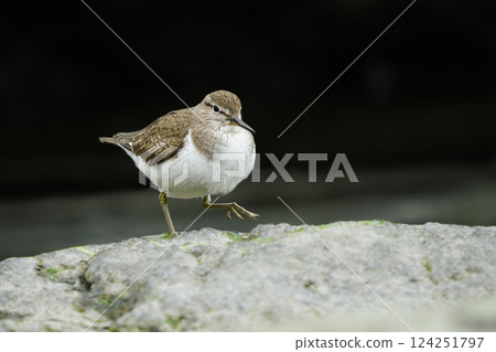 Wildlife - Birds. Common Sandpiper (Actitis hypoleucos) is the habitat of freshwater lakes and riverbanks up to an altitude of 4000 m. They feed on insects, crustaceans and other invertebrates. 124251797
