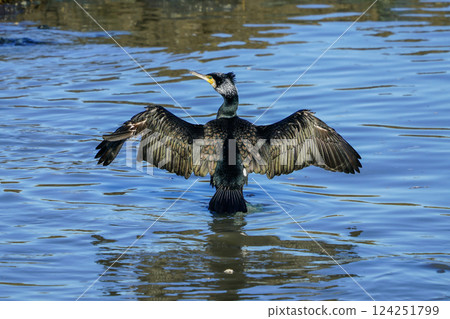 Wildlife, birds. The Great Cormorant (Phalacrocorax carbo) duck is resting perched on the rock. Wildlife, birds. The Great Cormorant (Phalacrocorax carbo) duck is resting perched on the rock. 124251799