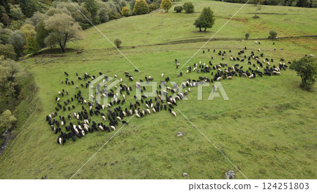 Image of a flock of sheep grazing on green meadows in the company of shepherds and shepherd dogs. Image of a flock of sheep grazing on green meadows in the company of shepherds and shepherd dogs. 124251803