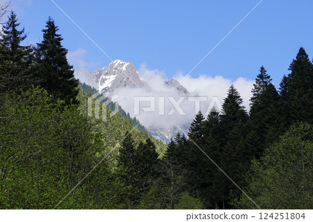 Image of pine, cedar, hornbeam forests and cloudy blue sky in spring. Image of pine, cedar, hornbeam forests and cloudy blue sky in spring. 124251804
