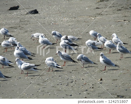 Winter migratory sea urchin gull that came to the Komigawa beach 124251807