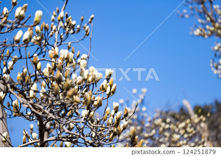 Magnolias at Mizuho Eco Park, Mizuho Town, Tokyo 124251879