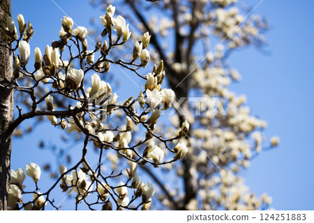 Magnolias at Mizuho Eco Park, Mizuho Town, Tokyo Magnolias at Mizuho Eco Park, Mizuho Town, Tokyo 124251883