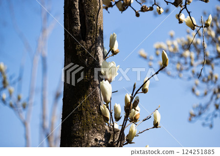 Magnolias at Mizuho Eco Park, Mizuho Town, Tokyo Magnolias at Mizuho Eco Park, Mizuho Town, Tokyo 124251885