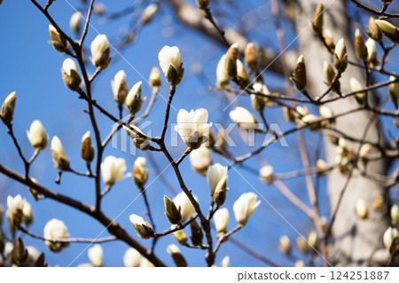 Magnolias at Mizuho Eco Park, Mizuho Town, Tokyo Magnolias at Mizuho Eco Park, Mizuho Town, Tokyo 124251887