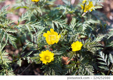 Adonis flowers at Mizuho Eco Park, Mizuho Town, Tokyo 124252080