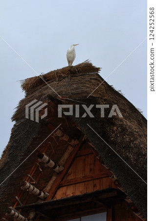 A white egret perched on the thatched roof of a Gassho-style house in Shirakawa-go A white egret perched on the thatched roof of a Gassho-style house in Shirakawa-go 124252568