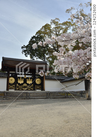 醍醐寺的春天:三寶院唐門和櫻花(京都市伏見區) 醍醐寺的春天:三寶院唐門和櫻花(京都市伏見區) 124252600