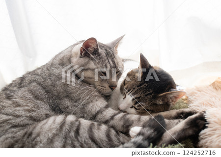 Two cats sleeping by the window 124252716