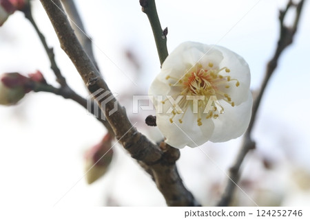 白梅花 124252746