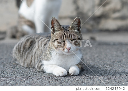 A cat relaxing at the roadside A cat relaxing at the roadside 124252942