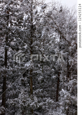 飄落的雪花和美麗的雪景 124253114