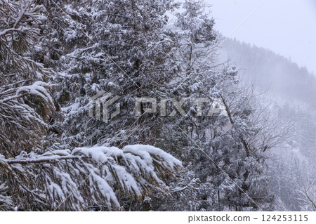 飄落的雪花和美麗的雪景 124253115