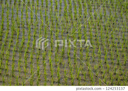 Paddy field 124253137