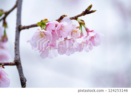 新開的櫻花 124253146