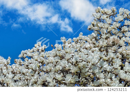 Magnolia flowers Magnolia flowers 124253211