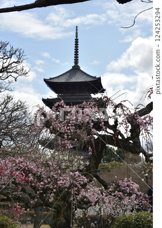 World Heritage Site: Toji Temple Plum Garden (Minami Ward, Kyoto City) World Heritage Site: Toji Temple Plum Garden (Minami Ward, Kyoto City) 124253294