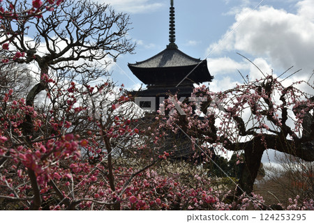 World Heritage Site: Toji Temple Plum Garden (Minami Ward, Kyoto City) World Heritage Site: Toji Temple Plum Garden (Minami Ward, Kyoto City) 124253295