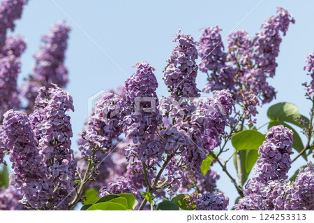 盛開的紫丁香 124253313