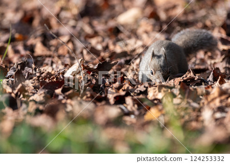 可愛的日本松鼠 124253332