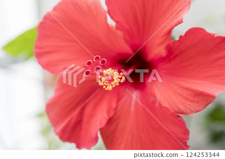 紅芙蓉花 紅芙蓉花 124253344